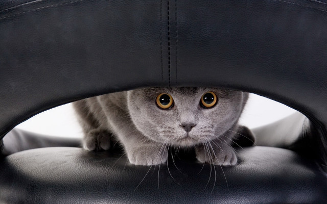 Cat looking through black leather free wallpaper for desktop - medium preview image
