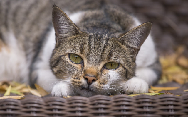 Sad cat basket focus blurry free wallpaper for desktop - medium preview image