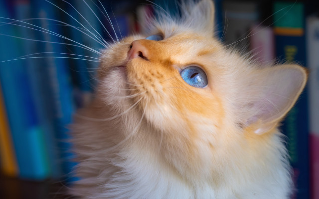 Cat blue eyes book shelf free wallpaper for desktop - medium preview image