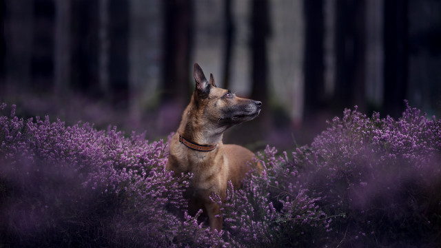 Dog purple flowers forest night free wallpaper for desktop - medium preview image