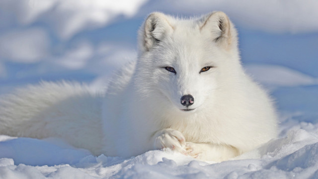 White fox snow lying wildlife free wallpaper for desktop - medium preview image