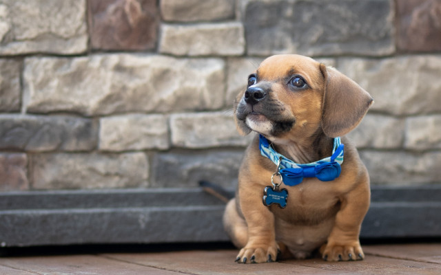 Shiba inu blue bow tie free wallpaper for desktop - medium preview image