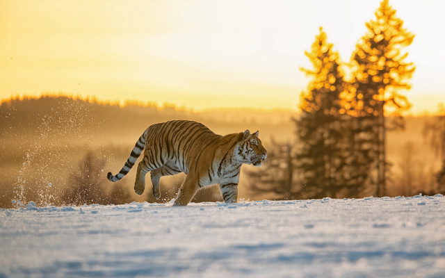 Tiger snow running forest sunset free wallpaper for desktop - medium preview image