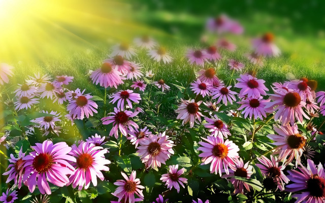 Pink flowers sunshine impressionist garden free wallpaper for desktop - medium preview image