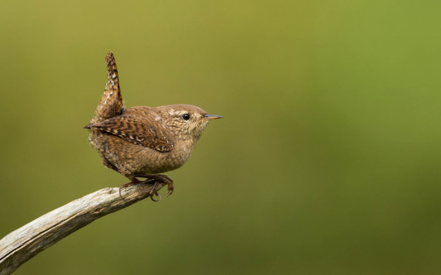 Small bird branch green background free wallpaper for desktop - medium preview image