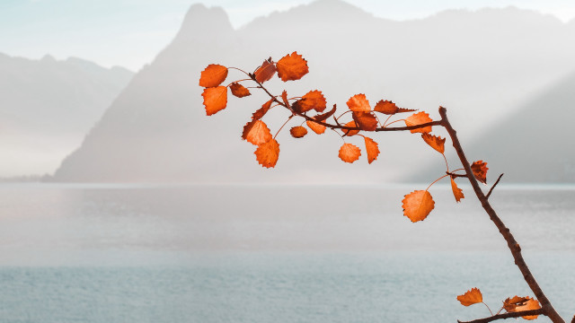 Orange leaves mountain fog water free wallpaper for desktop - medium preview image