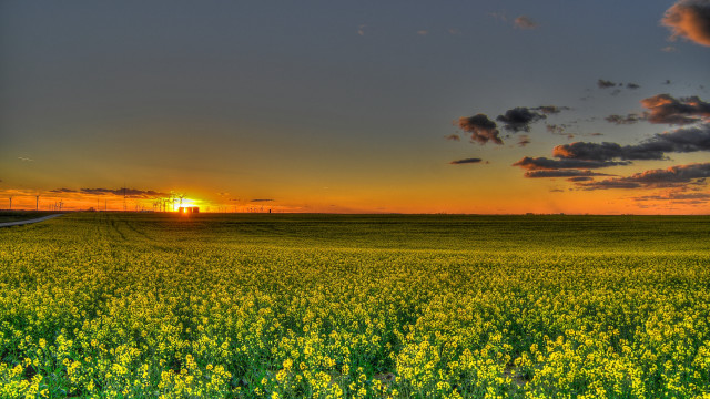 Sunset yellow flower field mountains free wallpaper for desktop - medium preview image