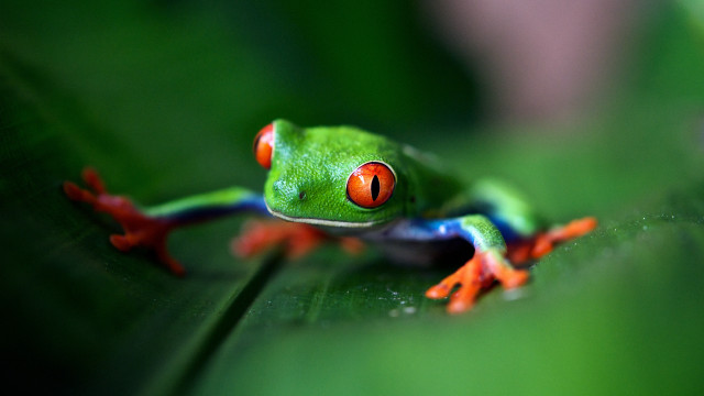 Red eyed frog leaf cloisonnism free wallpaper for desktop - medium preview image