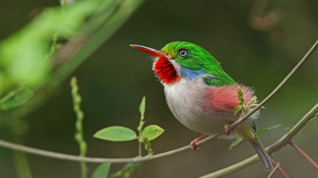 Colorful bird branch red white free wallpaper for desktop - medium preview image