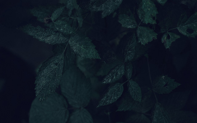 Leafy plant vines tonalism photorealistic free wallpaper for desktop - medium preview image