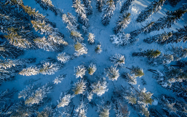 Snow covered forest aerial view free wallpaper for desktop - medium preview image