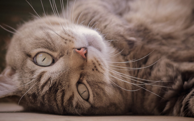 Cat back floor eyes open free wallpaper for desktop - medium preview image