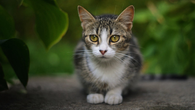 Cat plant green leaves bokeh free wallpaper for desktop - medium preview image