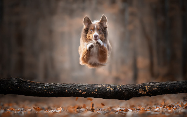 Dog jumping fallen tree stick free wallpaper for desktop - medium preview image