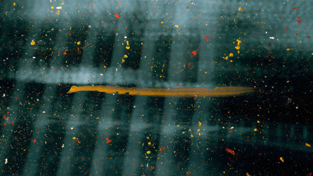 Yellow object window raindrops abstract free wallpaper for desktop - medium preview image
