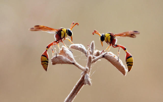 Bees flower stem ecological macro free wallpaper for desktop - medium preview image