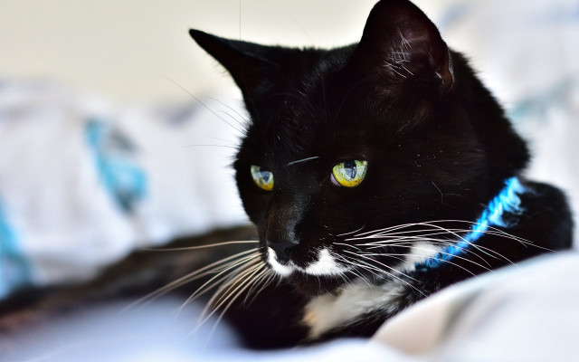 Black cat yellow eyes white #2 free wallpaper for desktop - medium preview image