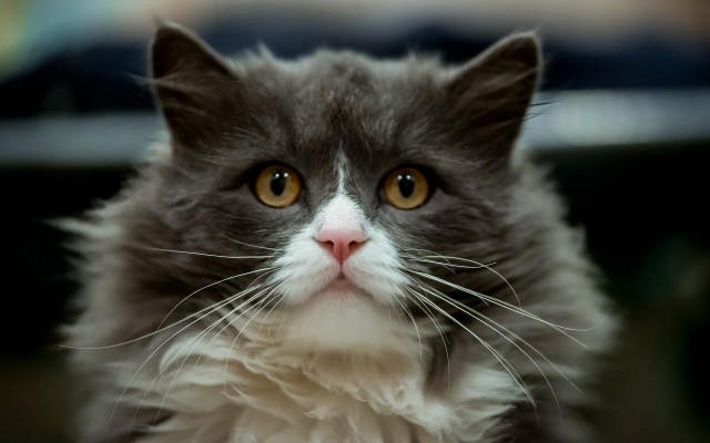 Cat whiteface browneyes camera blurrycar free wallpaper for desktop - medium preview image