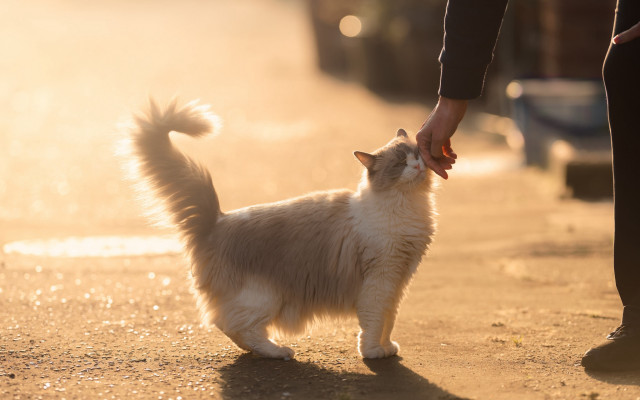 Person holding cat hand street free wallpaper for desktop - medium preview image