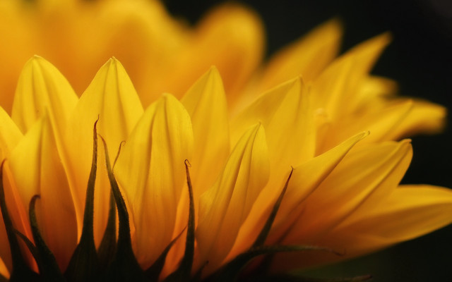 Yellow flower macro bokeh center free wallpaper for desktop - medium preview image