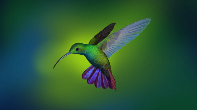 Colorful bird flying wings open free wallpaper for desktop - medium preview image