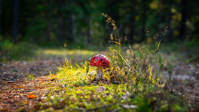 Red mushroom woods trail ecological free wallpaper for desktop - medium preview image