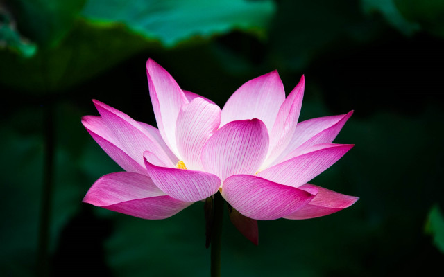 Pink lotus green leaves macro free wallpaper for desktop - medium preview image