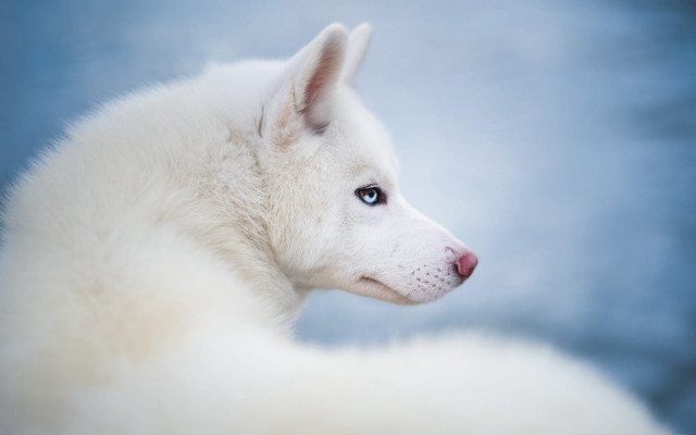 White dog blue eyes photorealistic free wallpaper for desktop - medium preview image