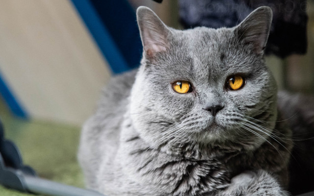 Gray cat yellow eyes sitting free wallpaper for desktop - medium preview image