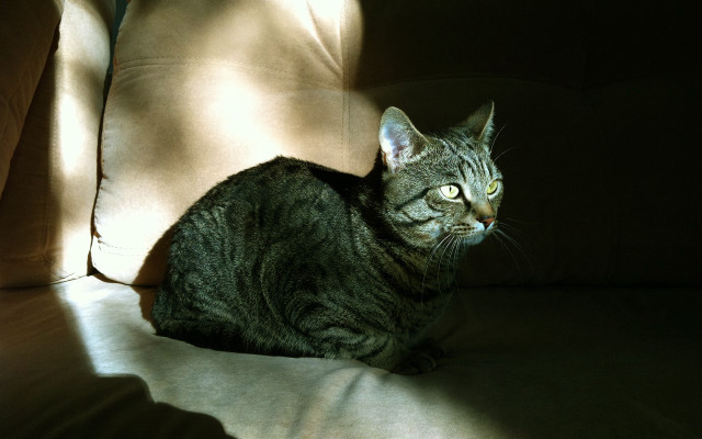 Cat couch sun shadow chiaroscuro free wallpaper for desktop - medium preview image