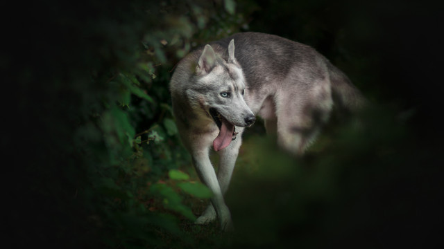 Gray wolf holography blue eyes free wallpaper for desktop - medium preview image