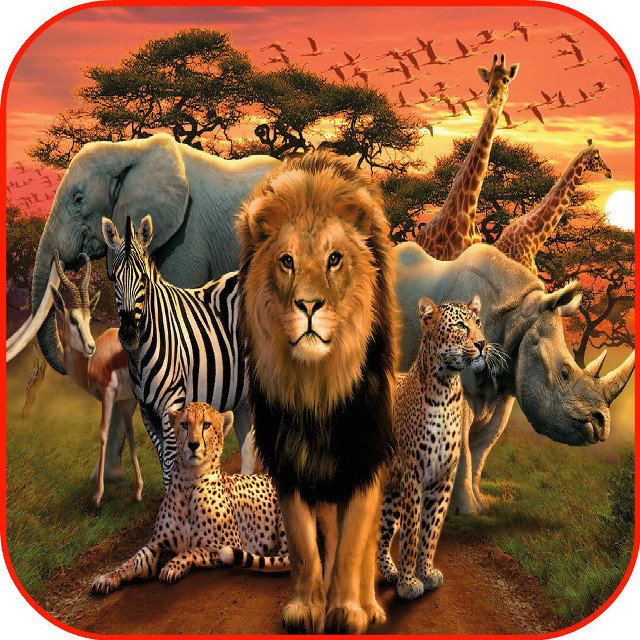 Group animals dirt road together free wallpaper for tablet - medium preview image