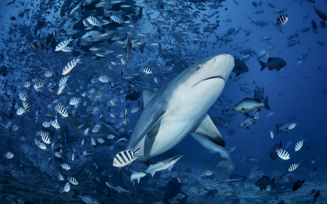 Shark small fish diver ocean free wallpaper for desktop - medium preview image