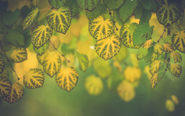 Green yellow leaves sunlight butterfly free wallpaper for desktop - medium preview image