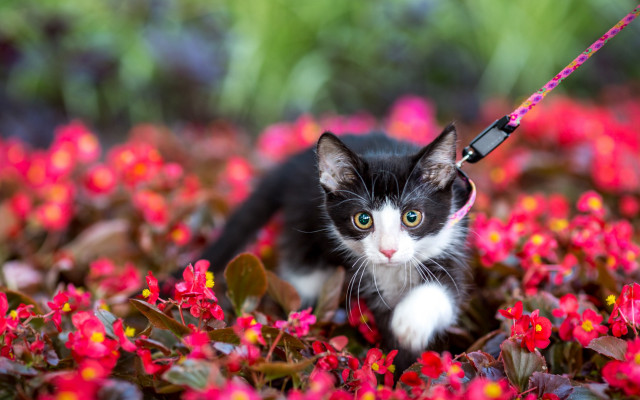 Black white cat flower field free wallpaper for desktop - medium preview image