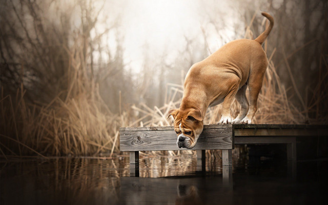 Dog dock water head down free wallpaper for desktop - medium preview image