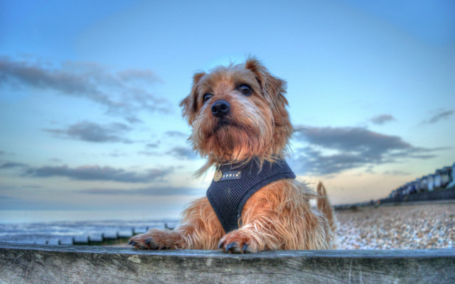 Dog harness fence ocean beach free wallpaper for desktop - medium preview image