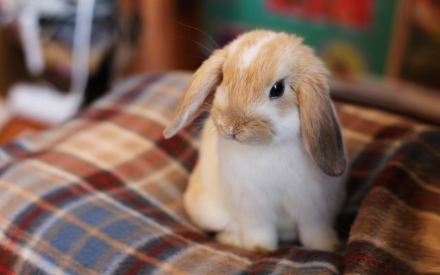 Small rabbit blanket table book free wallpaper for desktop - medium preview image