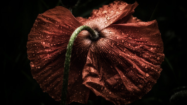 Red flower water droplets macro #7 free wallpaper for desktop - medium preview image