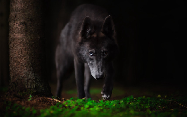 Black wolf woods night portrait free wallpaper for desktop - medium preview image