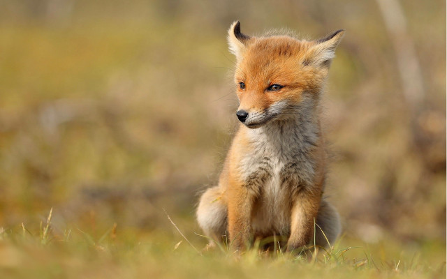 Sad fox grass field furry free wallpaper for desktop - medium preview image