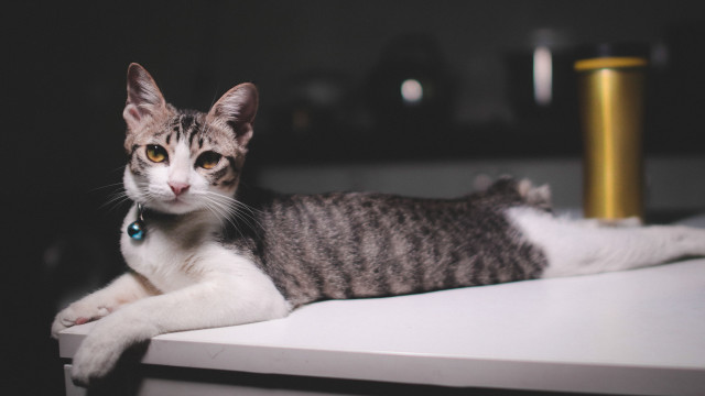 Cat blue tag yellow background free wallpaper for desktop - medium preview image