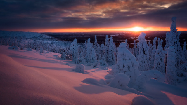 Sunset snowy forest bird city free wallpaper for desktop - medium preview image