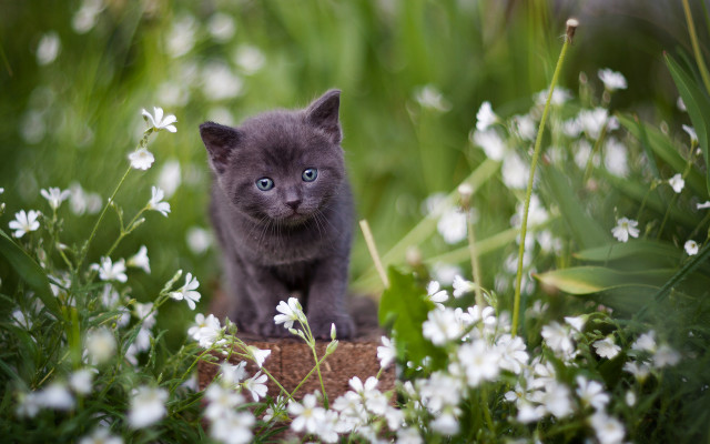 Gray kitten blue eyes flower free wallpaper for desktop - medium preview image
