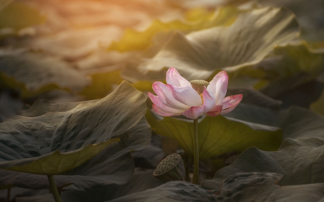 Pink lotus field sunset photorealistic free wallpaper for desktop - medium preview image