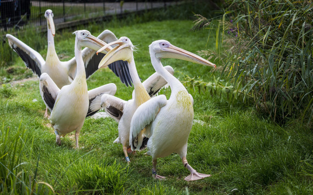 Pelicans group standing open beaks free wallpaper for desktop - medium preview image