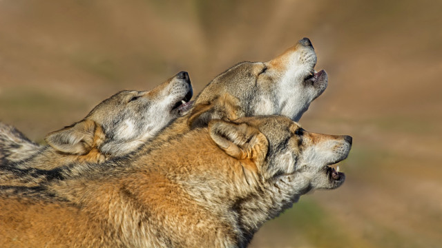 Wolf sky ground furry photorealistic free wallpaper for desktop - medium preview image