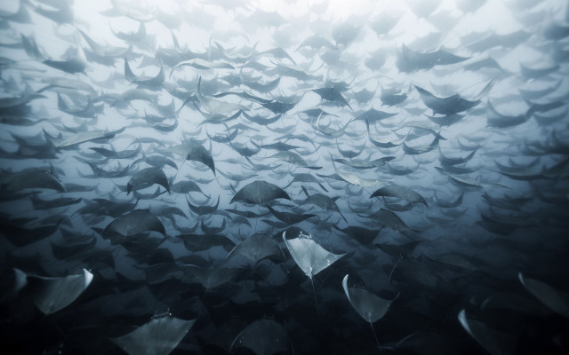 Large fish group underwater ocean free wallpaper for desktop - medium preview image