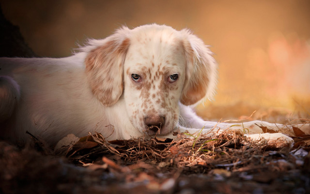 Dog laying in dirt blurry free wallpaper for desktop - medium preview image