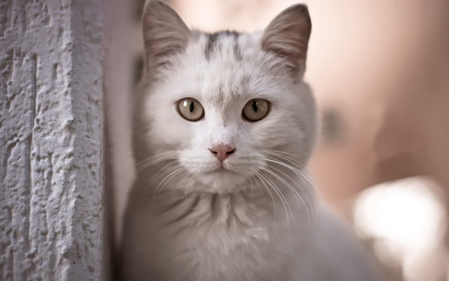 White cat sad look blurry free wallpaper for desktop - medium preview image